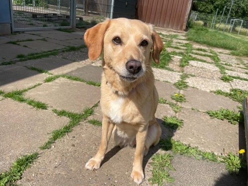 Greta, Labrador Mix, geb. 2020, liebe Familienhündin