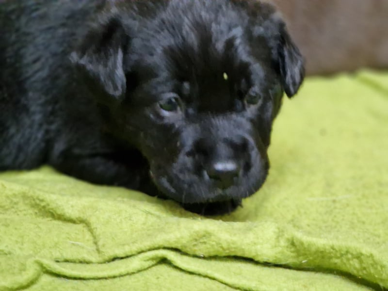 Labradorwelpen
