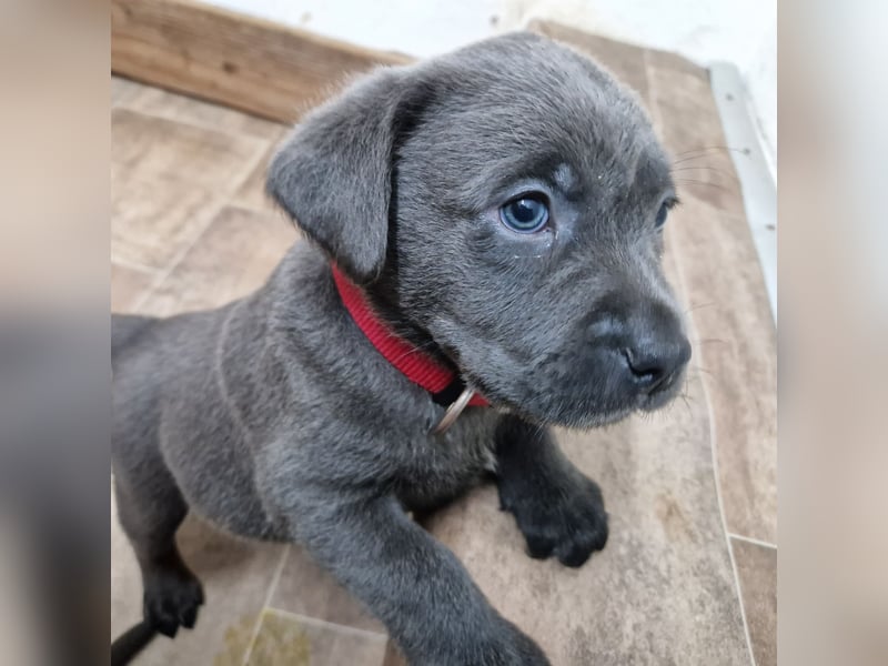 Labradorwelpen