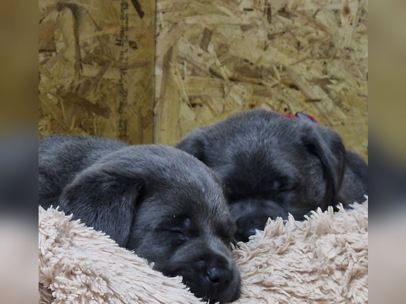 Labradorwelpen