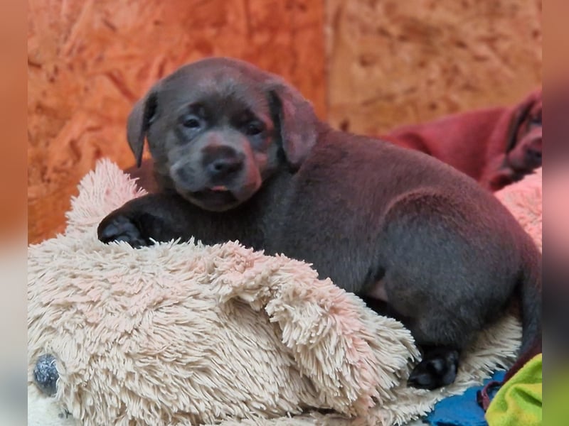 Labradorwelpen