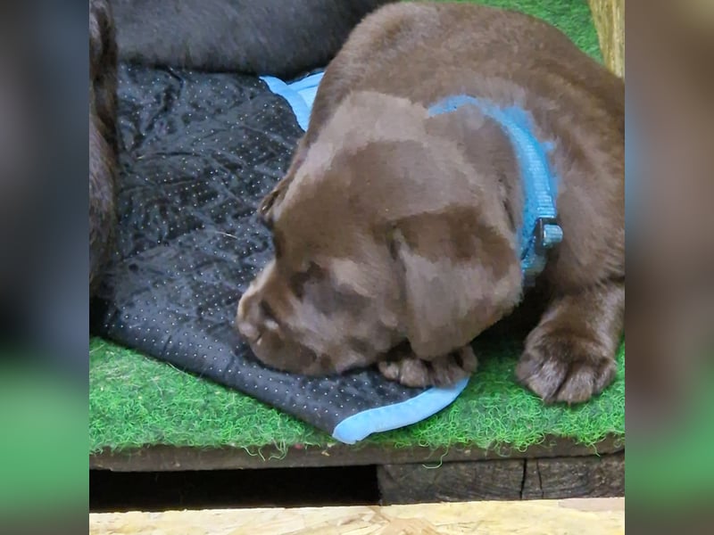 Labradorwelpen