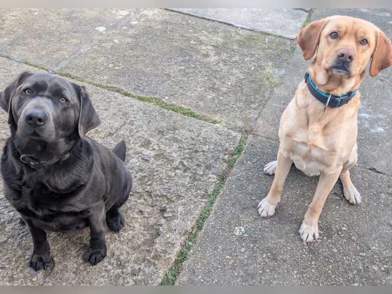 Labrador Welpen