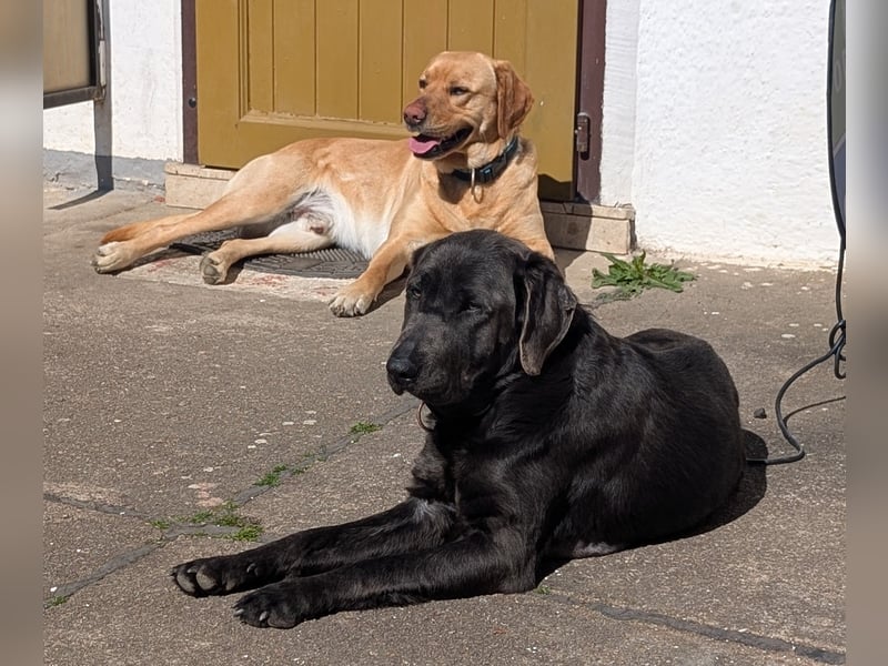 Labrador Welpen