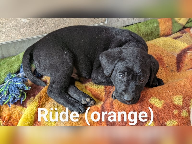 Labrador Welpen