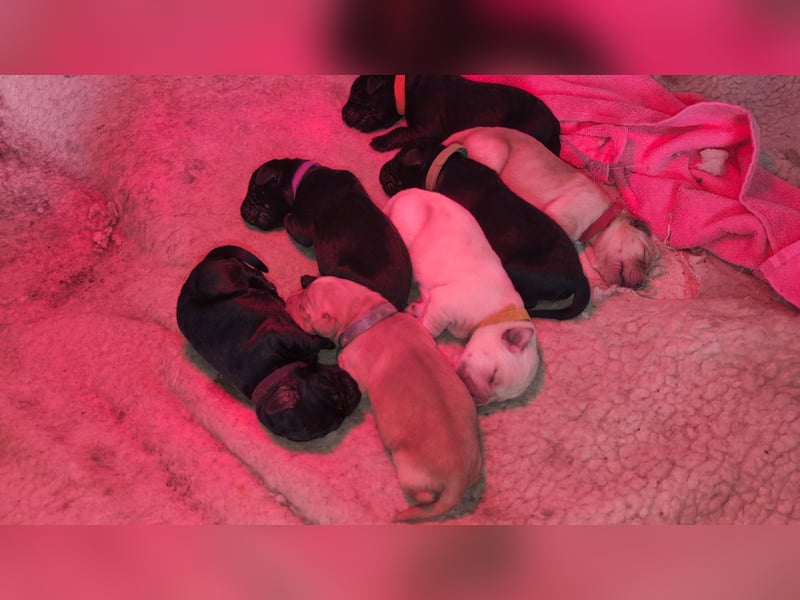 Labrador Welpen