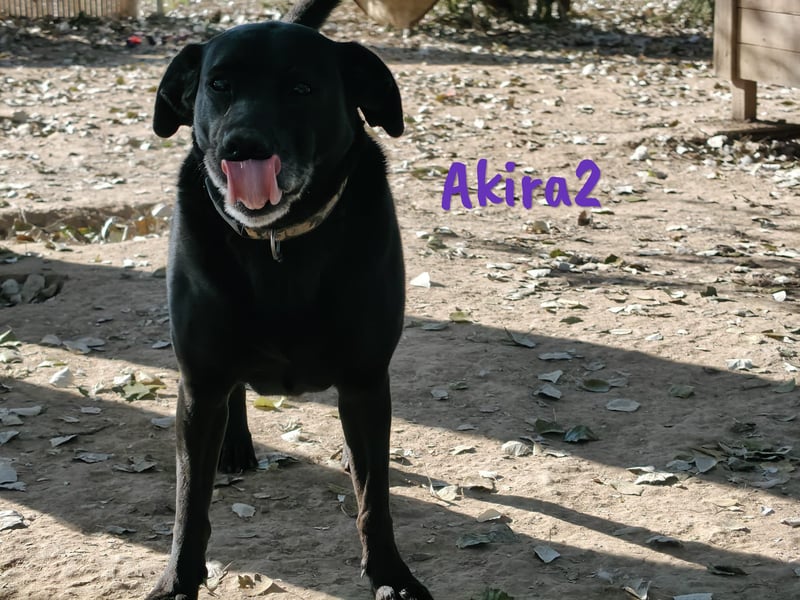 Akira2 04/2017 (ESP) - ausgeglichene, sehr liebevolle und soziale Labrador-Mix Hündin!