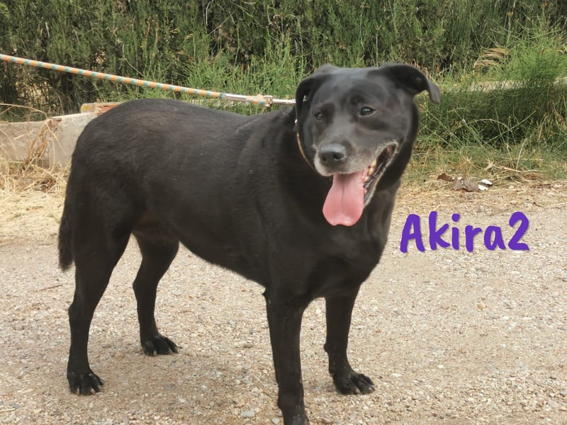 Akira2 04/2017 (ESP) - ausgeglichene, sehr liebevolle und soziale Labrador-Mix Hündin!