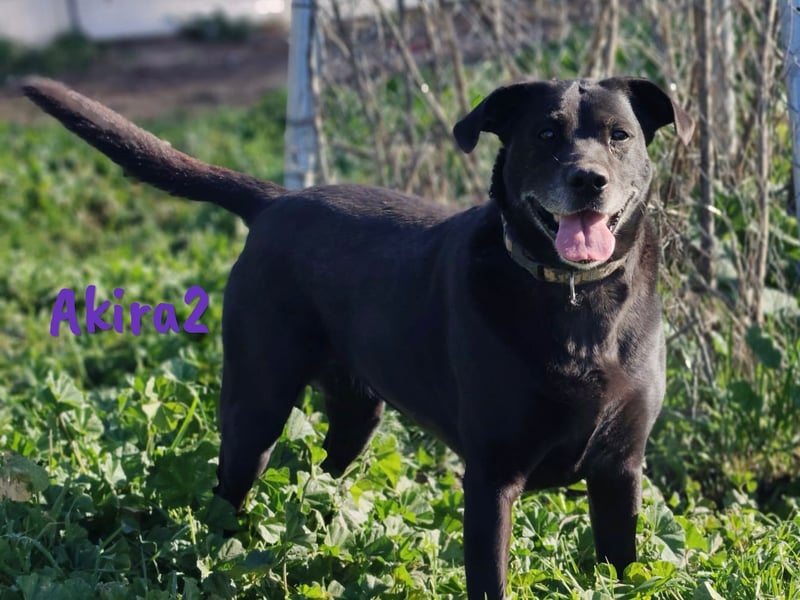 Akira2 04/2017 (ESP) - ausgeglichene, sehr liebevolle und soziale Labrador-Mix Hündin!