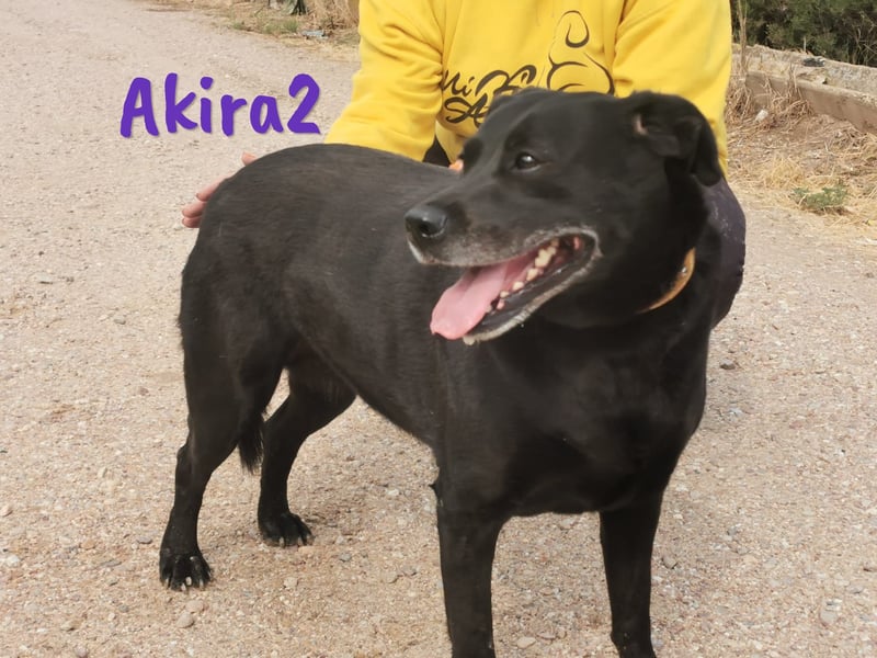Akira2 04/2017 (ESP) - ausgeglichene, sehr liebevolle und soziale Labrador-Mix Hündin!