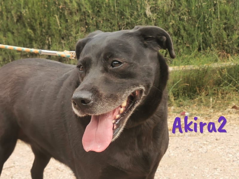 Akira2 04/2017 (ESP) - ausgeglichene, sehr liebevolle und soziale Labrador-Mix Hündin!
