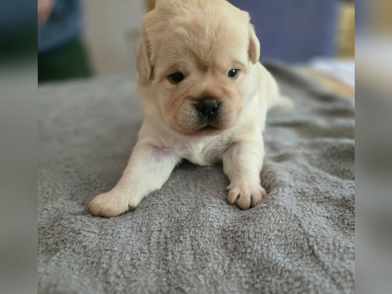 3 Pugador Mädels Labrador / Mops