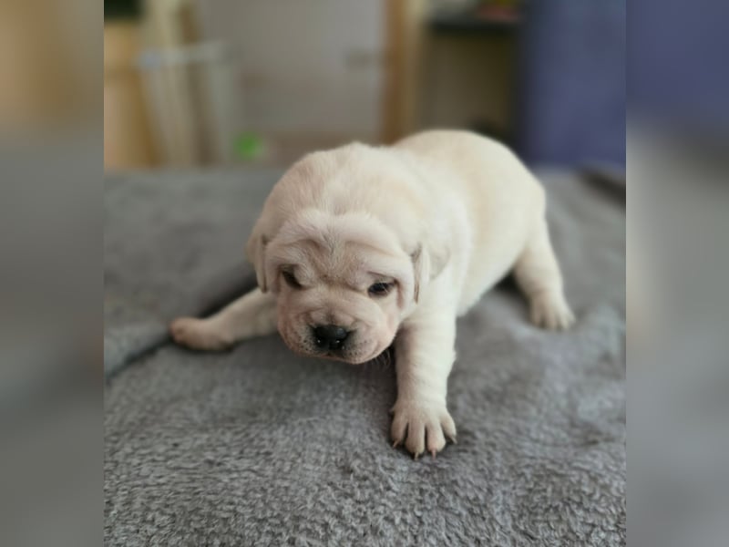 3 Pugador Mädels Labrador / Mops