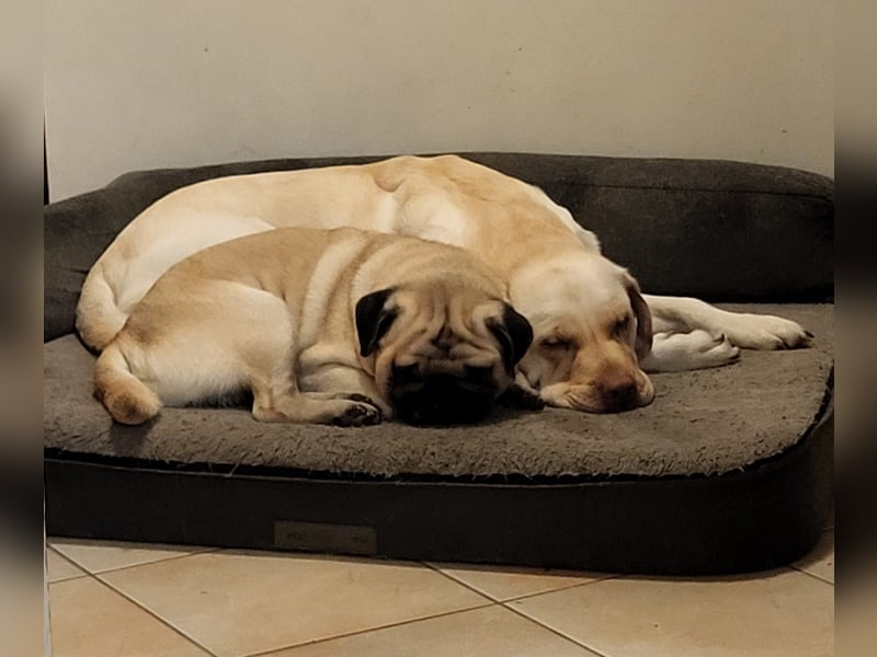 3 Pugador Mädels Labrador / Mops