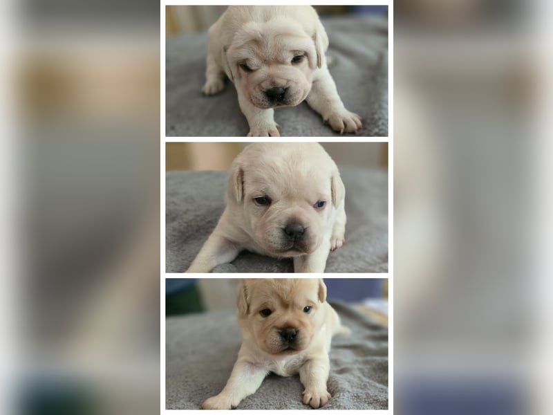 3 Pugador Mädels Labrador / Mops