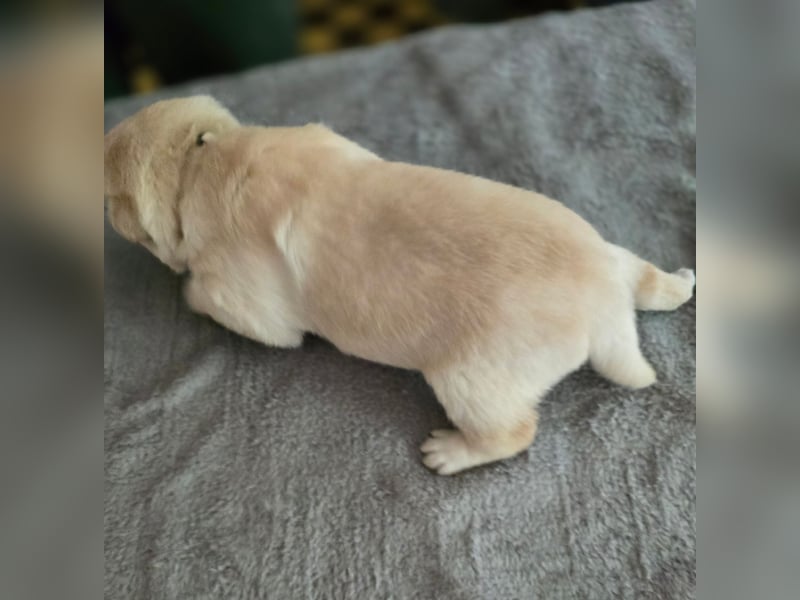 3 Pugador Mädels Labrador / Mops