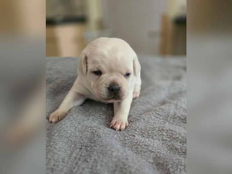 3 Pugador Mädels Labrador / Mops