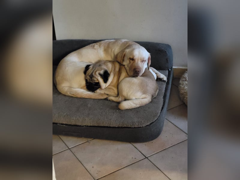 3 Pugador Mädels Labrador / Mops