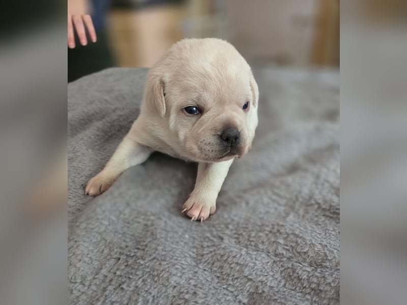 3 Pugador Mädels Labrador / Mops