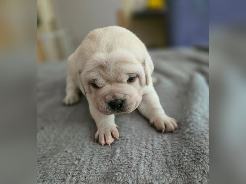 3 Pugador Mädels Labrador / Mops