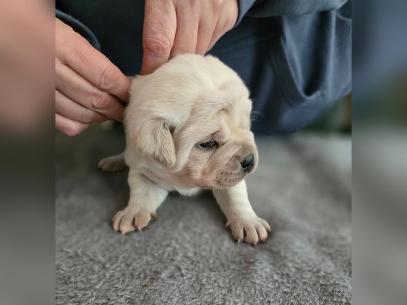 3 Pugador Mädels Labrador / Mops