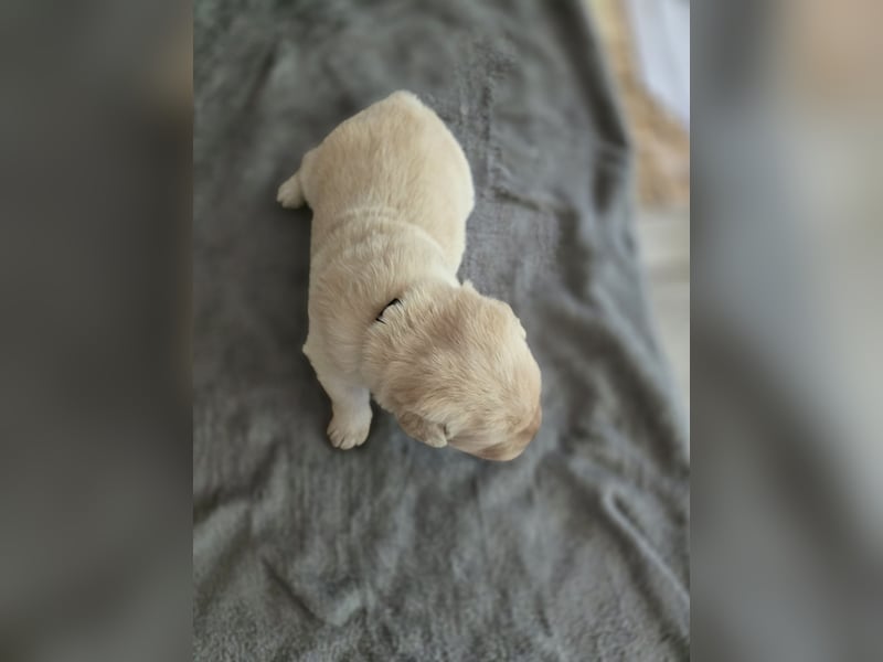3 Pugador Mädels Labrador / Mops