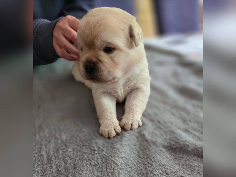 3 Pugador Mädels Labrador / Mops