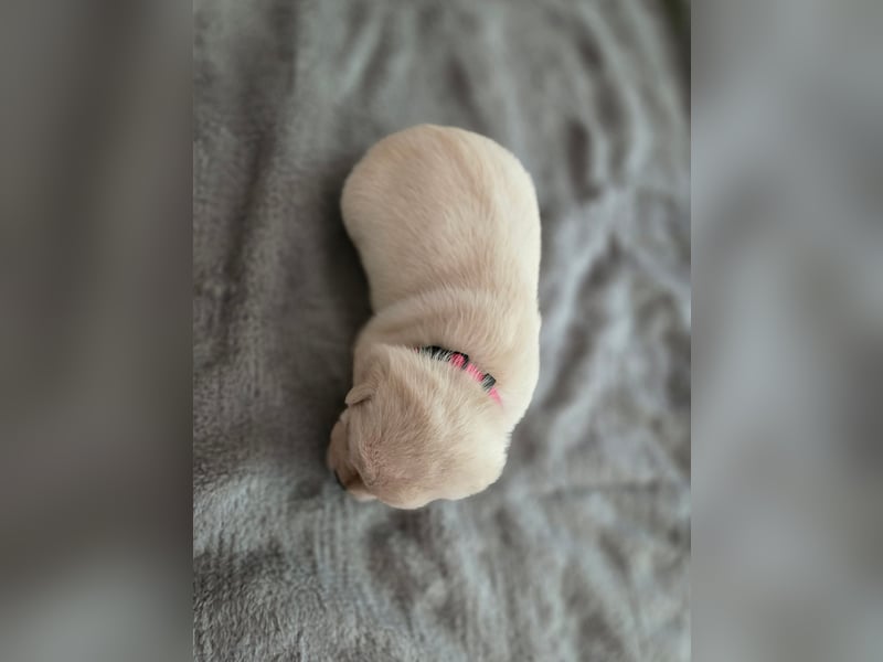 3 Pugador Mädels Labrador / Mops