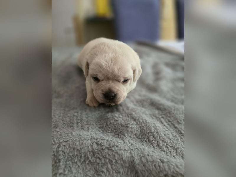 3 Pugador Mädels Labrador / Mops