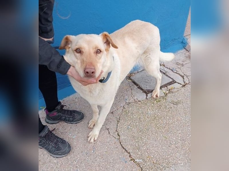 Laika, darf sie einmal im Leben ein schönes Zuhause haben?!