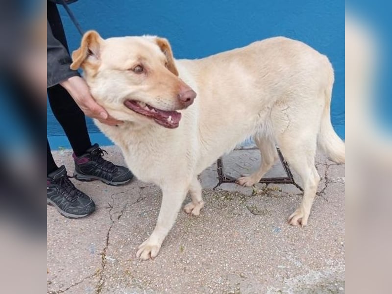 Laika, darf sie einmal im Leben ein schönes Zuhause haben?!