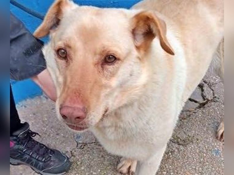 Laika, darf sie einmal im Leben ein schönes Zuhause haben?!