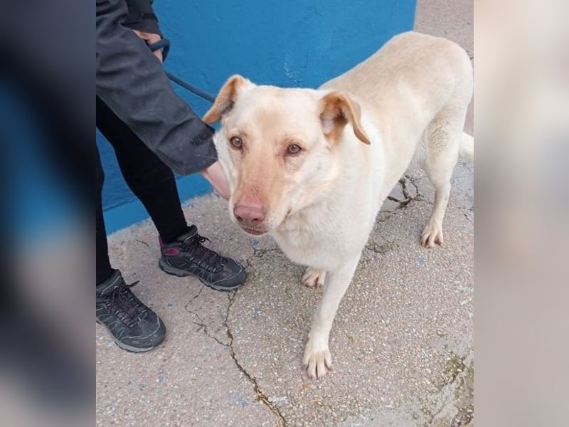 Laika, darf sie einmal im Leben ein schönes Zuhause haben?!