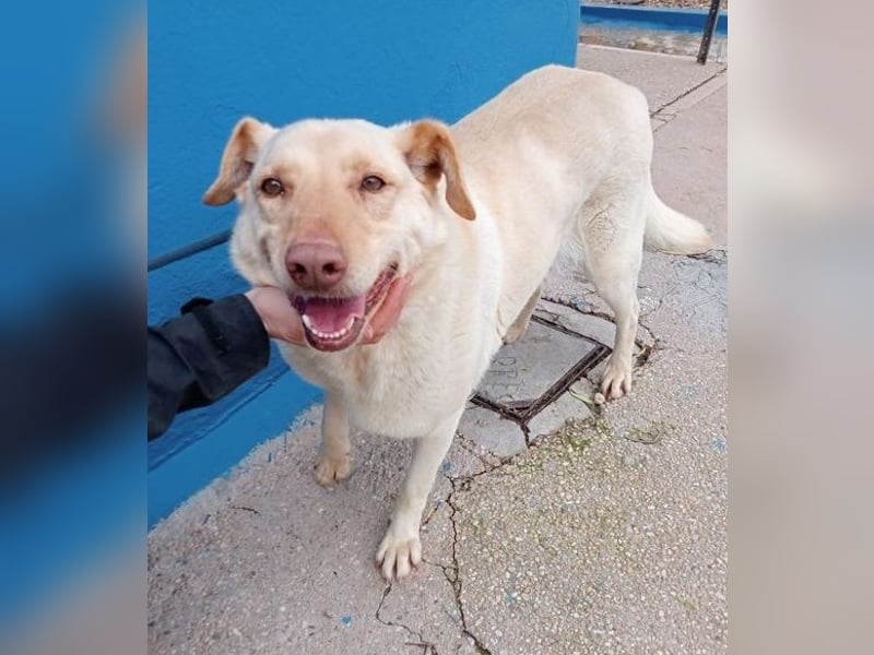 Laika, darf sie einmal im Leben ein schönes Zuhause haben?!