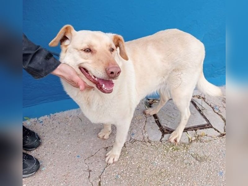 Laika, darf sie einmal im Leben ein schönes Zuhause haben?!
