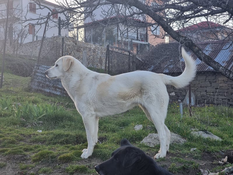 Lucy – Treue Seele mit großem Herz sucht ihr Zuhause!