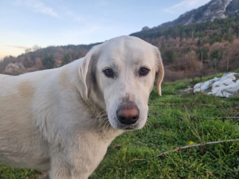 Lucy – Treue Seele mit großem Herz sucht ihr Zuhause!
