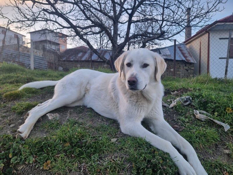 Lucy – Treue Seele mit großem Herz sucht ihr Zuhause!
