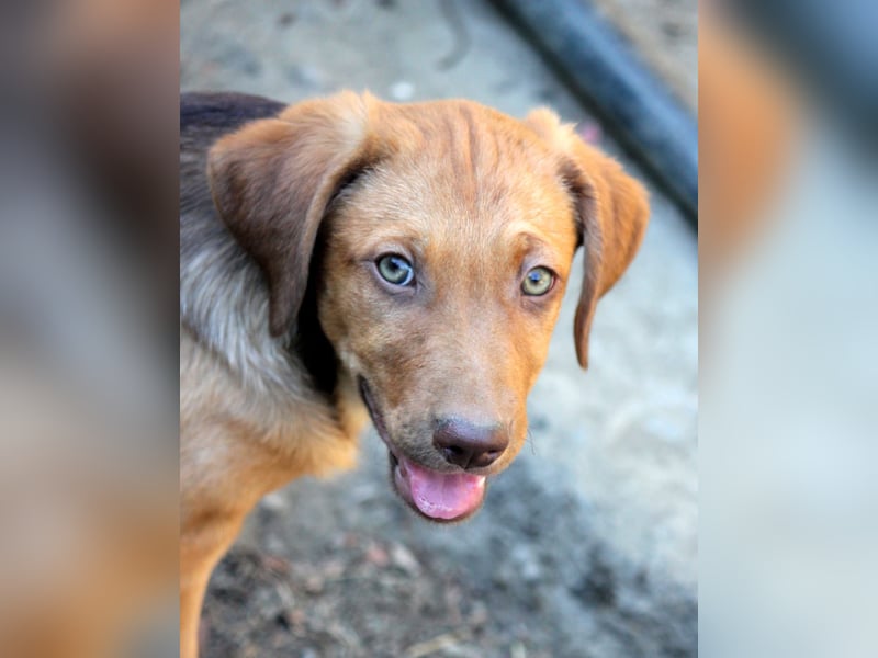 Hattie wartet auf ihr Für-Immer-Zuhause