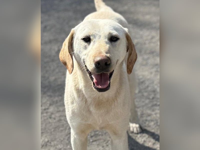 Zuckersüße Labi-Mix-Schnute ♥Chica♥ wartet schon darauf von dir gesehen zu werden