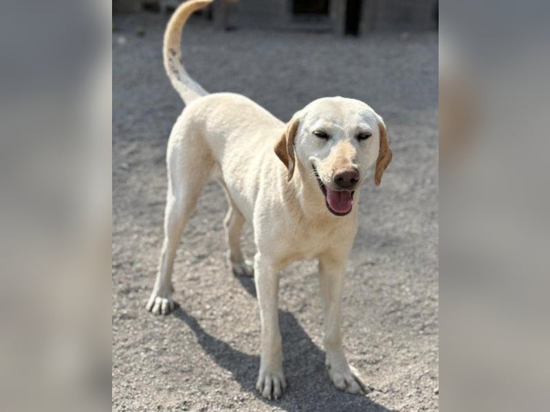 Zuckersüße Labi-Mix-Schnute ♥Chica♥ wartet schon darauf von dir gesehen zu werden