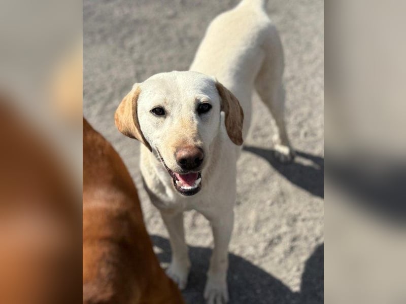 Zuckersüße Labi-Mix-Schnute ♥Chica♥ wartet schon darauf von dir gesehen zu werden