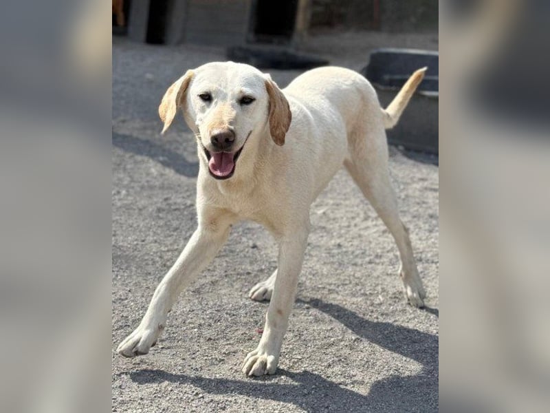 Zuckersüße Labi-Mix-Schnute ♥Chica♥ wartet schon darauf von dir gesehen zu werden
