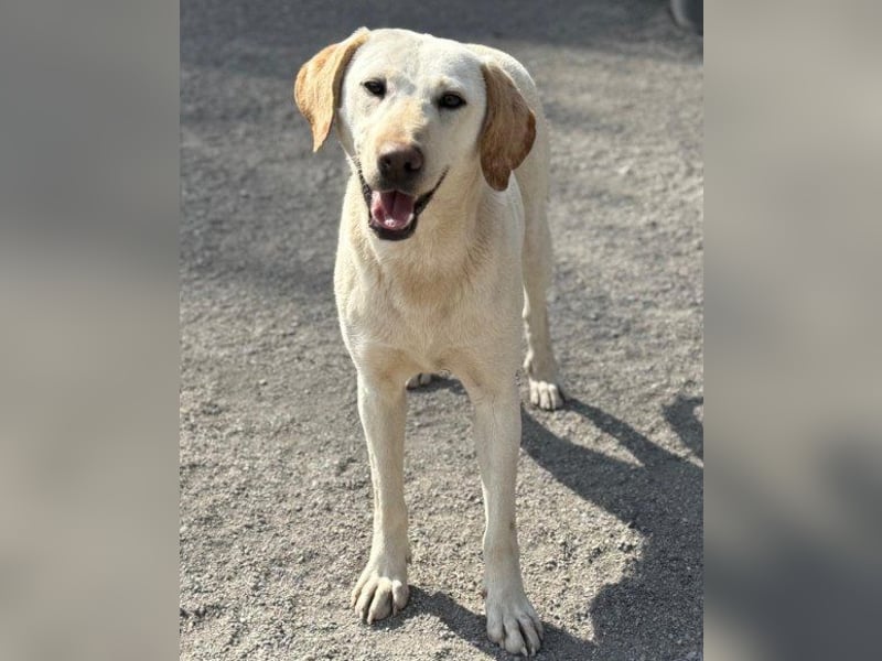 Zuckersüße Labi-Mix-Schnute ♥Chica♥ wartet schon darauf von dir gesehen zu werden