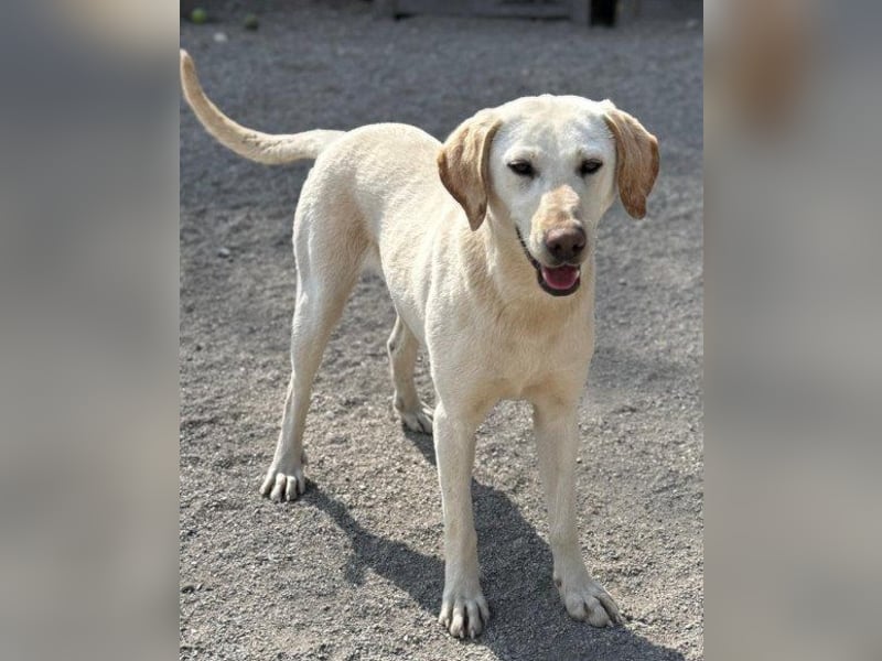 Zuckersüße Labi-Mix-Schnute ♥Chica♥ wartet schon darauf von dir gesehen zu werden