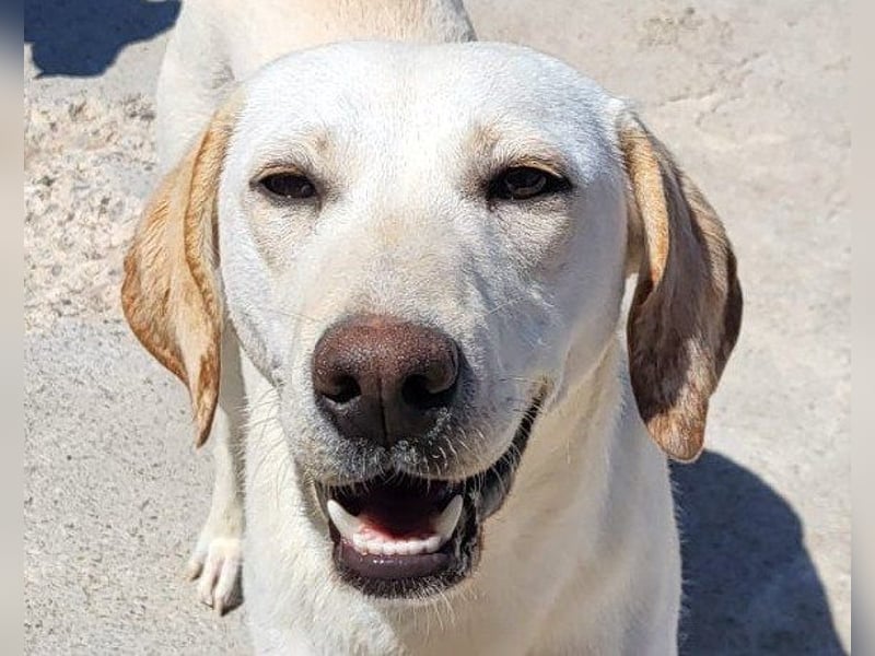 Labi-Mix-Schnute ♥ Chica ♥ wartet auf dich
