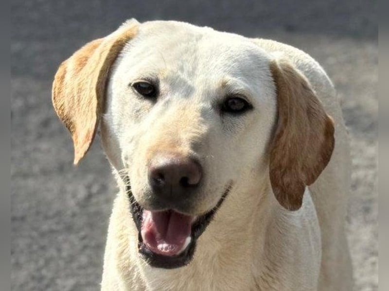 Zuckersüße Labi-Mix-Schnute ♥Chica♥ wartet schon darauf von dir gesehen zu werden