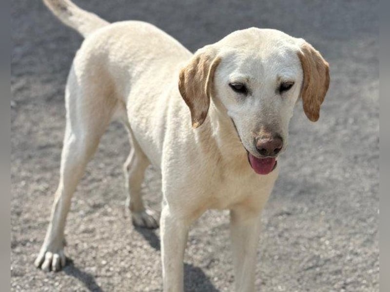Zuckersüße Labi-Mix-Schnute ♥Chica♥ wartet schon darauf von dir gesehen zu werden