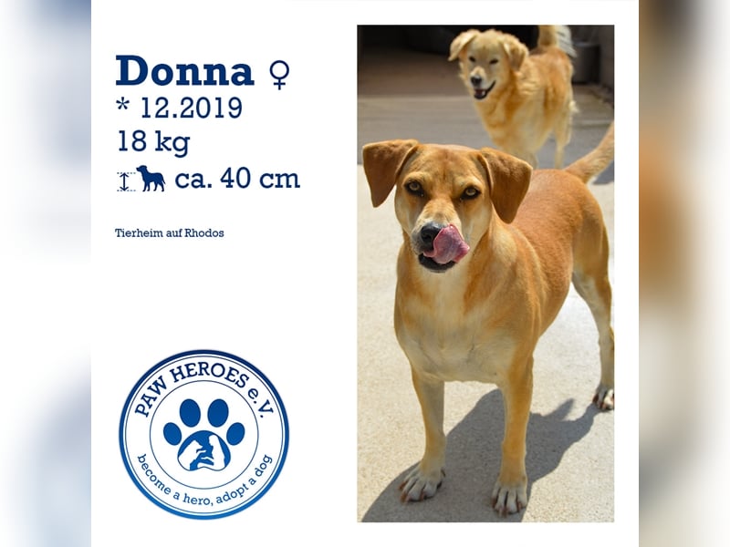 Liebevolle Retriever Dame DONNA (4,5 Jahre) sucht eine Familie