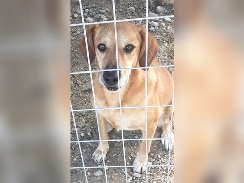 Entspannte Retriever Mix Hündin SASCHA sucht eine Familie